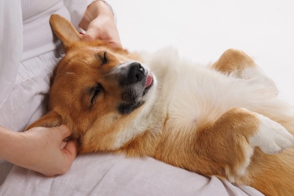 Glad hund modtager behandling med massage
